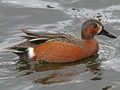 Cinnamon Teal x Blue-winged Teal hybrid